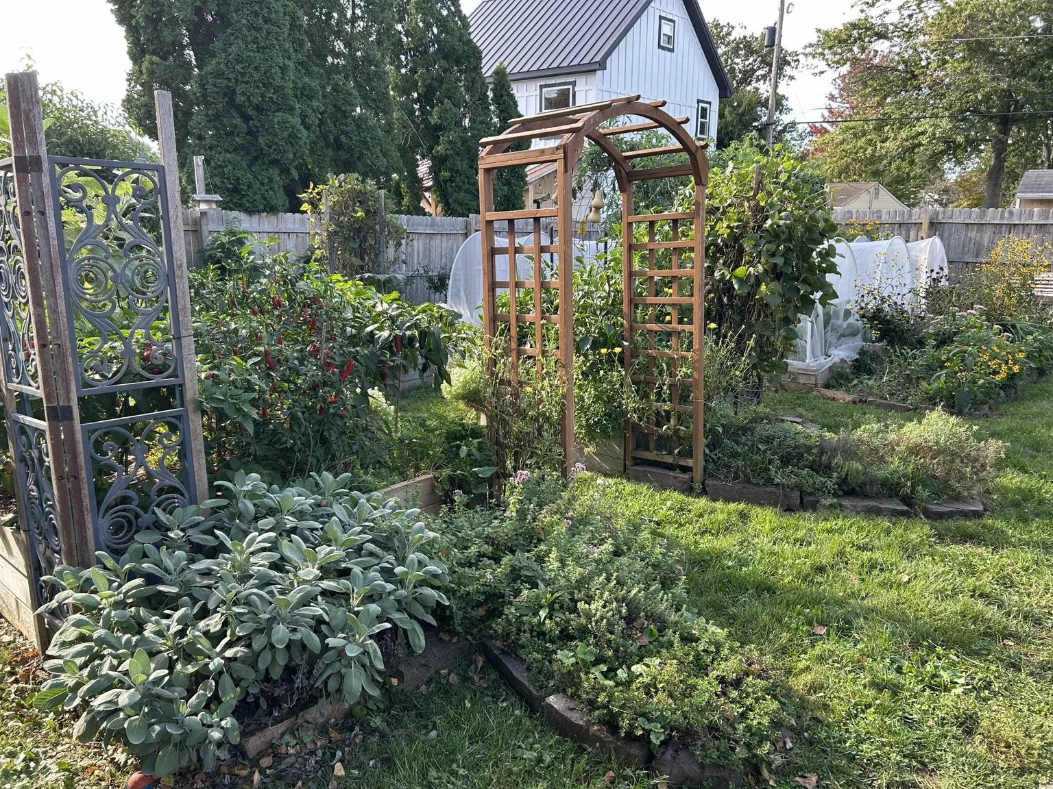 Productive backyard food garden