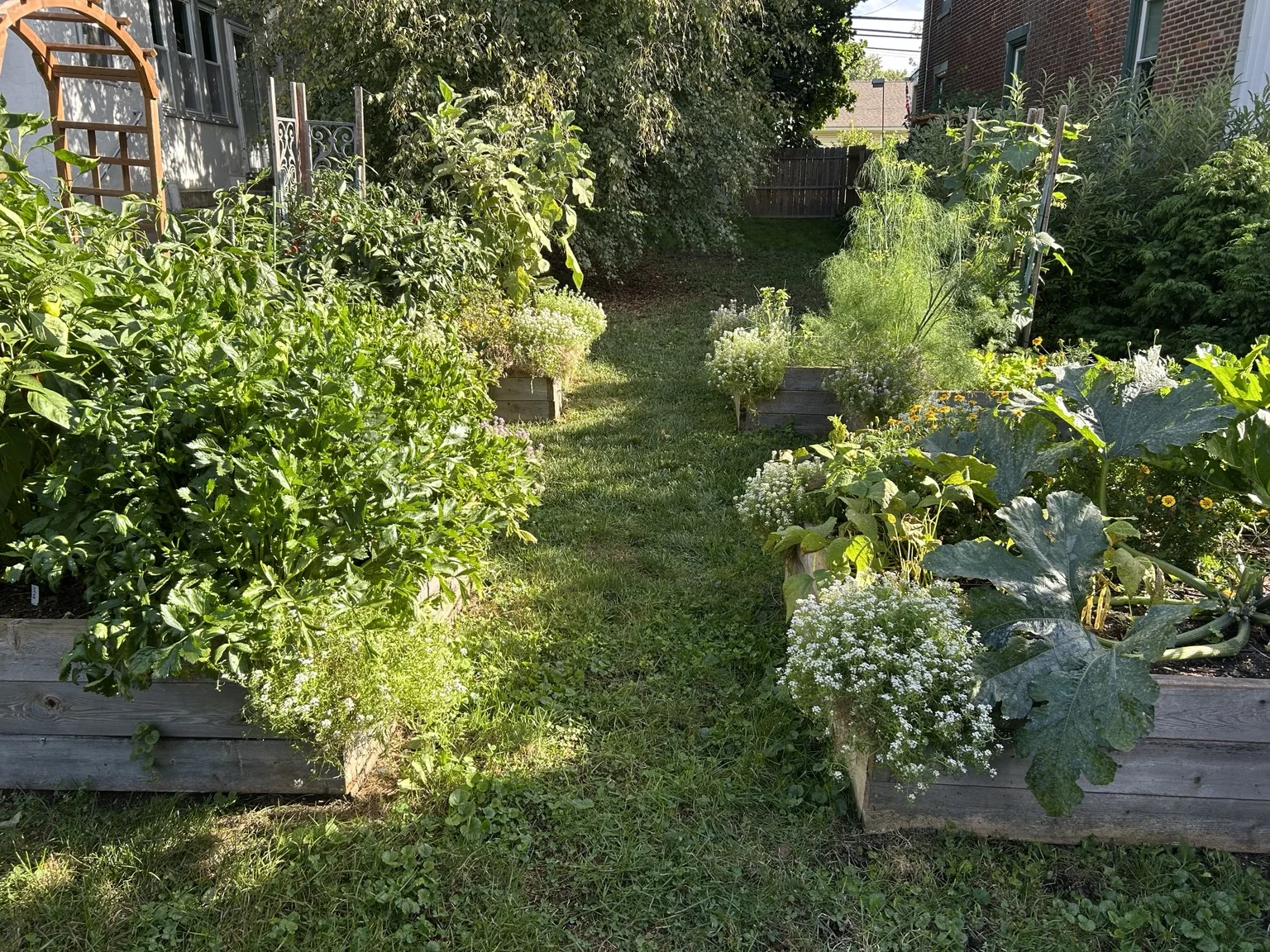 Peppers growing in a raised bed