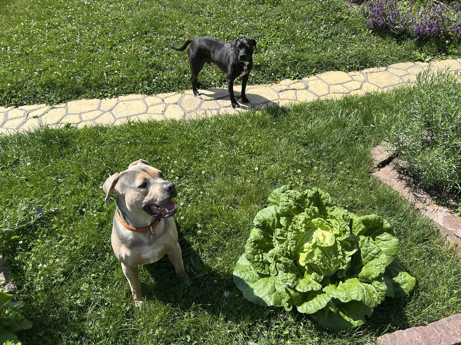 Productive home vegetable garden