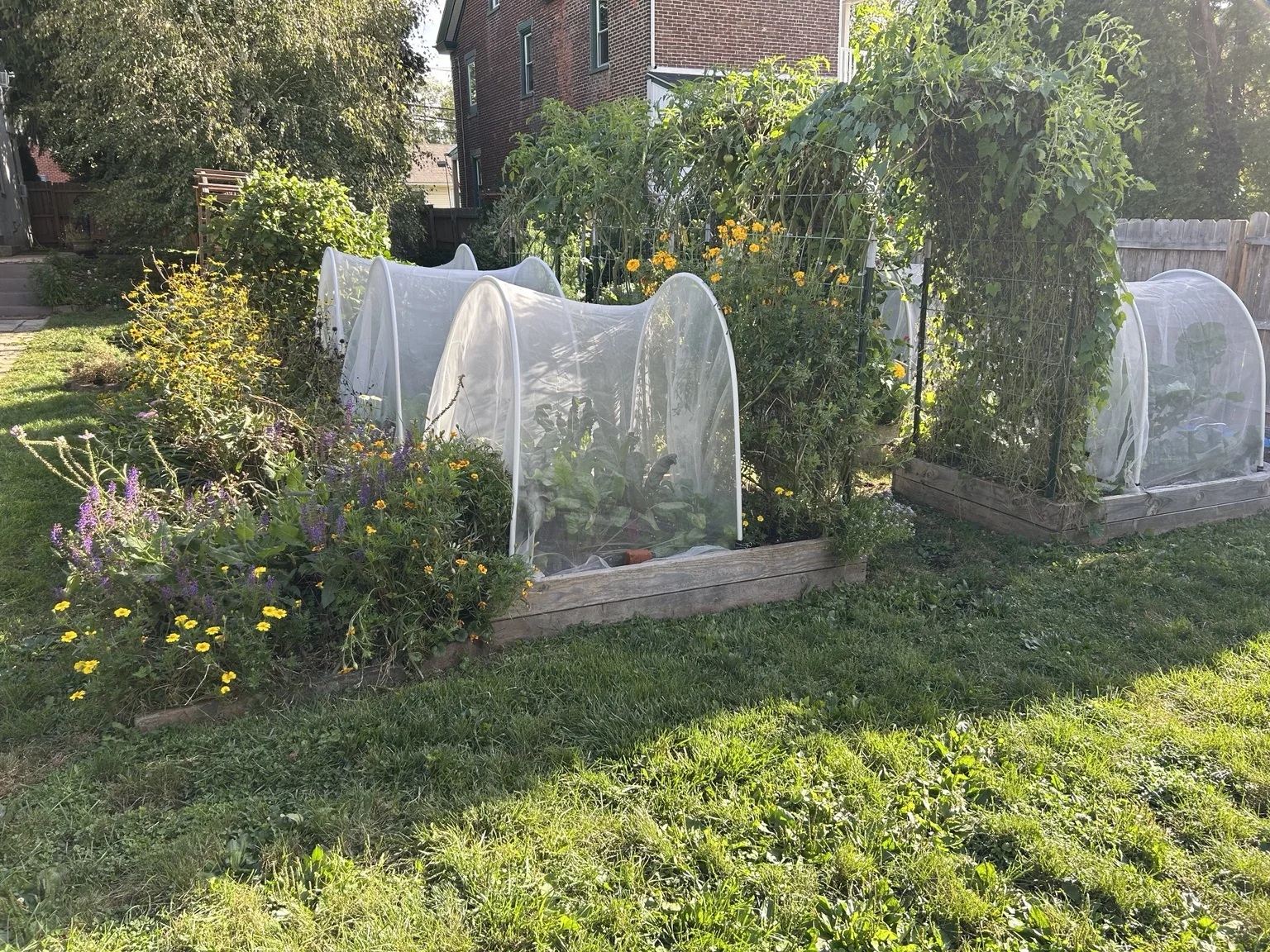 Vegetables and flowers in raised beds