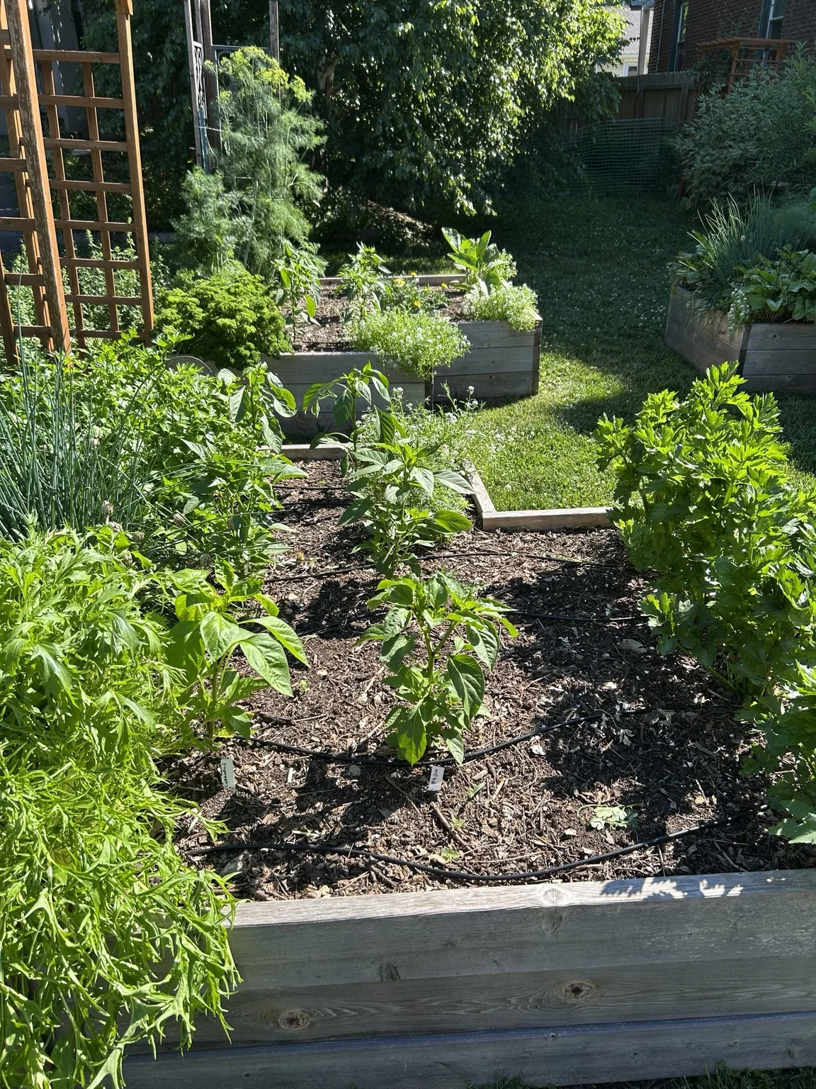 Close view of a lush raised garden bed with mixed plantings